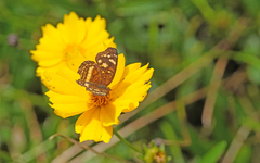 Anthanassa drusilla