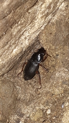 Harpalus rufipes