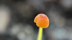 Mycena acicula