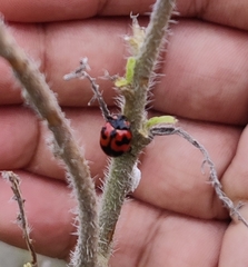 Coccinella transversalis