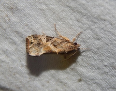 Spodoptera littoralis