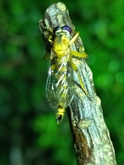 Asilidae