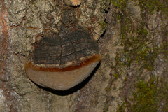 Phellinus tremulae