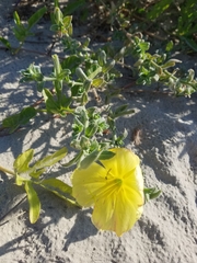 Oenothera drummondii