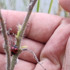 Coccinella transversalis