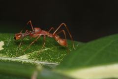 Myrmaplata plataleoides