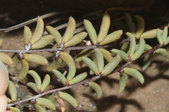 Pellaea ternifolia