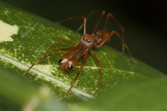 Myrmaplata plataleoides