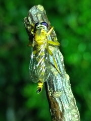 Asilidae