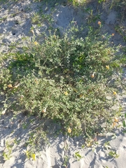 Oenothera drummondii