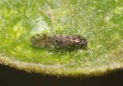 Elipsocidae