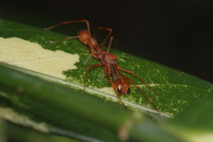 Myrmaplata plataleoides