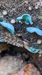 Chlorociboriaceae