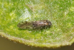 Elipsocidae