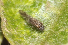 Elipsocidae