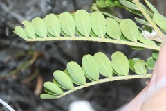 Sophora chrysophylla