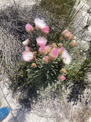 Phaenocoma prolifera