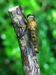 Asilidae