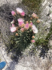 Phaenocoma prolifera