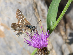 Pyrgus cirsii