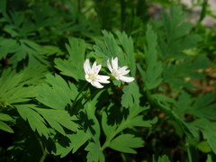 Claytonia sibirica