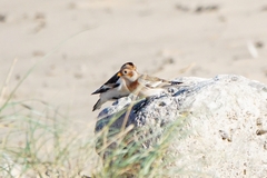 Plectrophenax nivalis