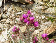 Carduus carlinoides