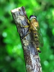 Asilidae