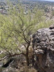 Bursera microphylla