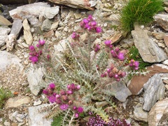 Carduus carlinoides