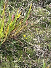 Ranunculus flammula
