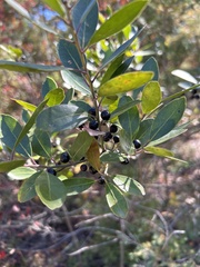 Ilex glabra