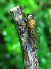 Asilidae