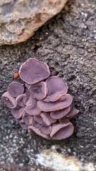 Gelatinodiscaceae