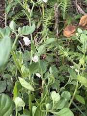 Salpichroa origanifolia