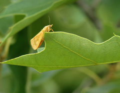 Virbia aurantiaca