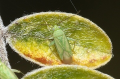 Orthotylus sophoroides