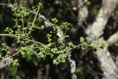 Stenogyne microphylla