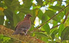 Patagioenas subvinacea