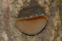 Phellinus tremulae