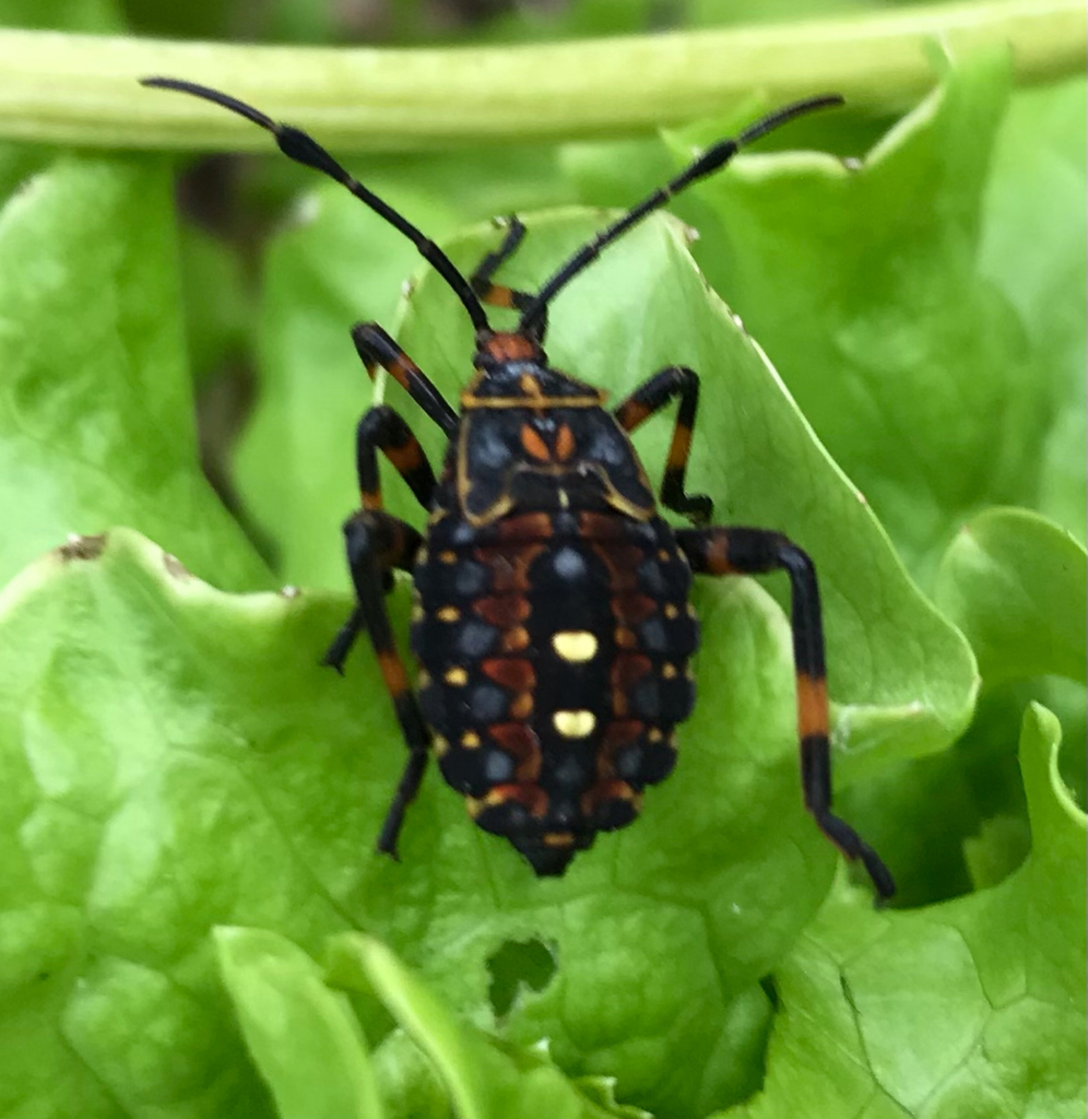 Pachylis from Piriápolis on October 15, 2022 at 0218 PM by CANEL MARIA