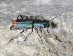 Anthomalachius spinosus