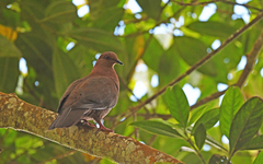 Patagioenas subvinacea