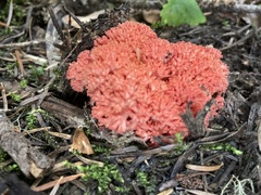 Ramaria stuntzii