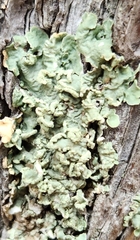 Flavopunctelia soredica