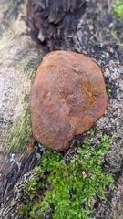 Fomitiporia punctata