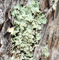 Flavopunctelia soredica