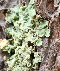 Flavopunctelia soredica