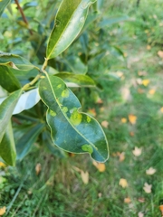 Phyllocnistis magnoliella