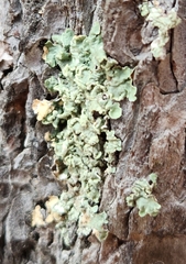 Flavopunctelia soredica